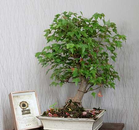 开花期长易养的是什么花