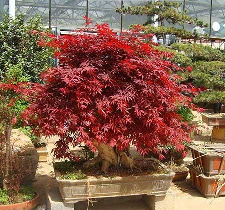 开花期长易养的是什么花