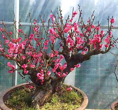 开花期长易养的是什么花