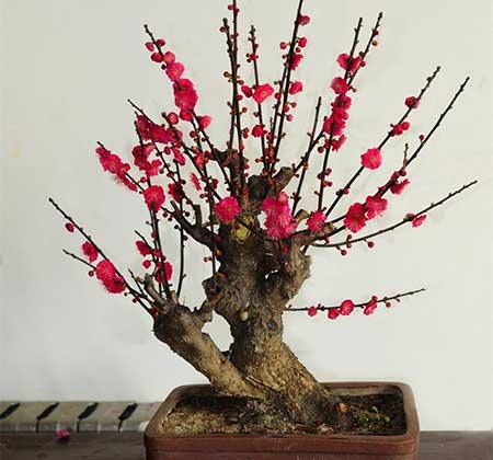 开花期长易养的是什么花