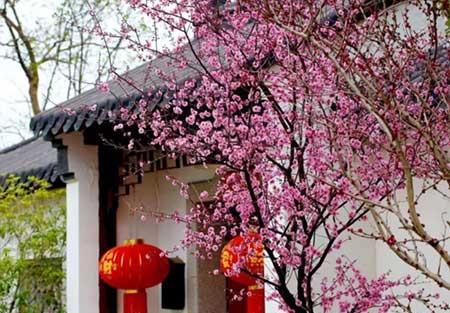 开花期长易养的是什么花