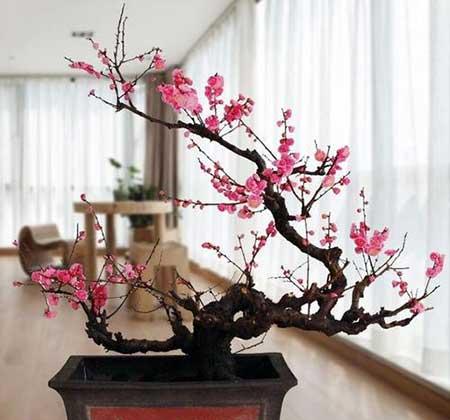 开花期长易养的是什么花