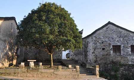 开花期长易养的是什么花