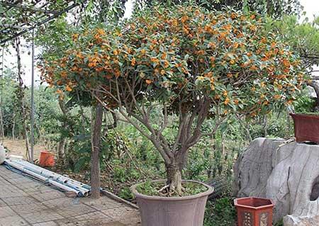 开花期长易养的是什么花