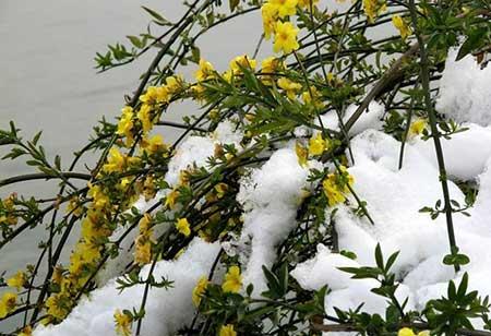 开花期长易养的是什么花