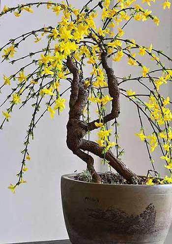 开花期长易养的是什么花