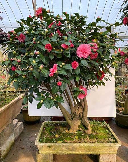 开花期长易养的是什么花