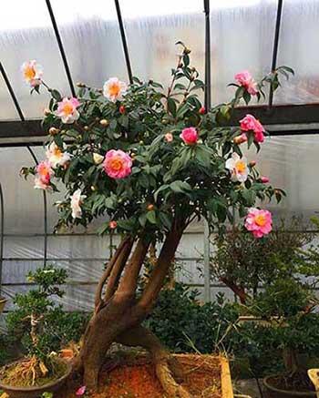 开花期长易养的是什么花