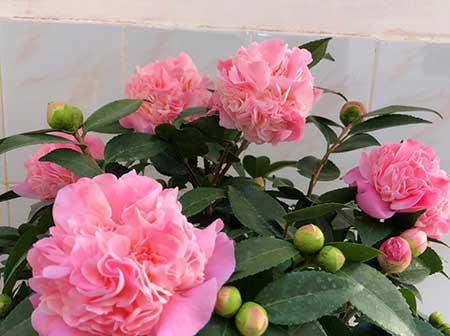 开花期长易养的是什么花