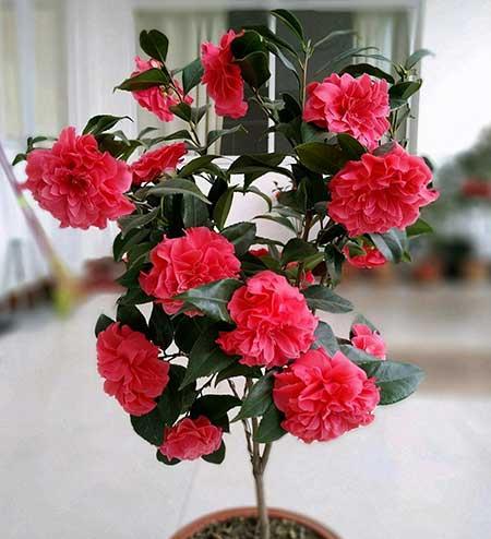 开花期长易养的是什么花