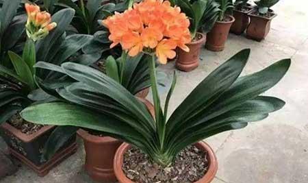 君子兰土适合养什么花