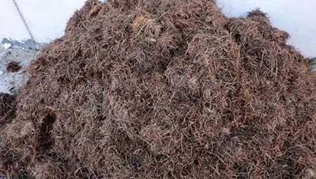 君子兰土适合养什么花