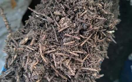 君子兰土适合养什么花