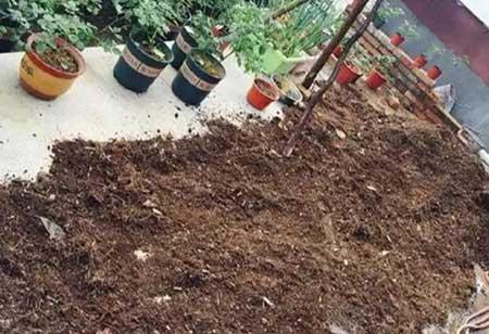 君子兰土适合养什么花