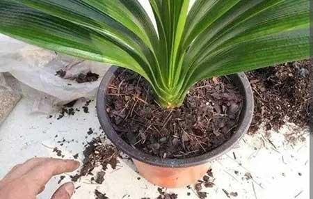 君子兰土适合养什么花