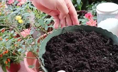 君子兰土适合养什么花