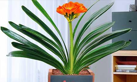 君子兰盆栽怎么养