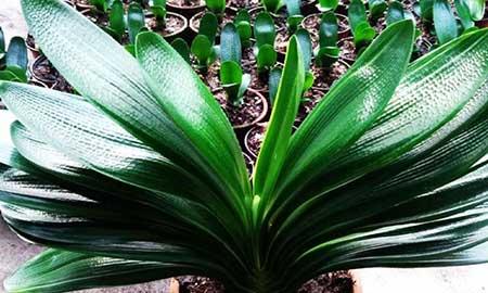 君子兰盆栽怎么养