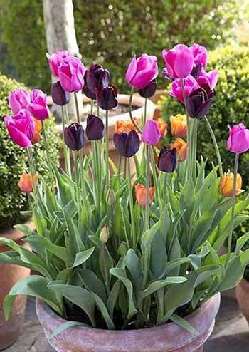 居家适合养什么花