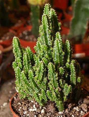 居家适合养什么花