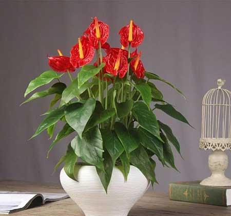 居家适合养什么花