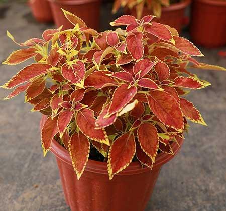 居家适合养什么花