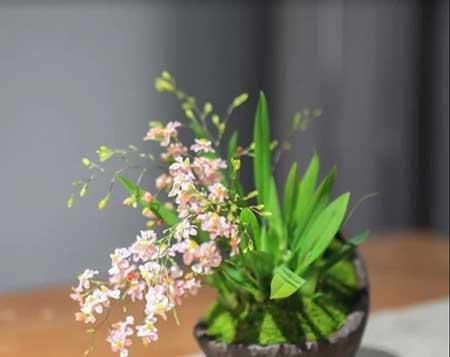 居家适合养什么花