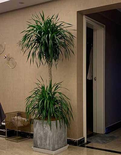 居家适合养什么花