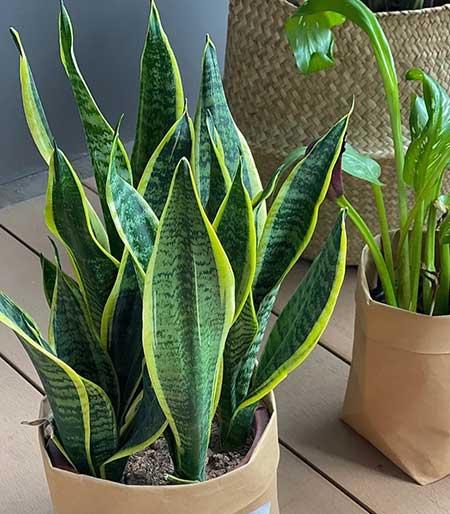 居家适合养什么花