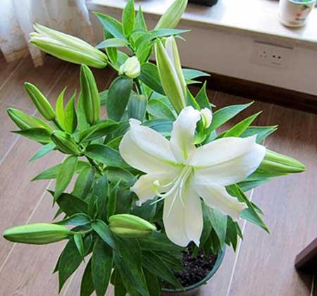 居家适合养什么花