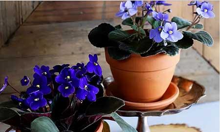 居家适合养什么花