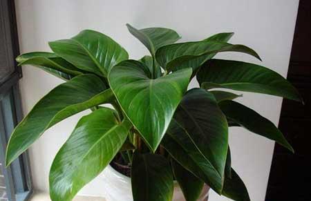 金钻绿植怎么养护