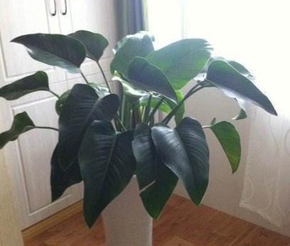 金钻绿植怎么养护