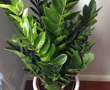 金钱树绿植怎么养