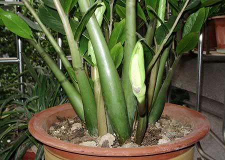 金钱树绿植怎么养