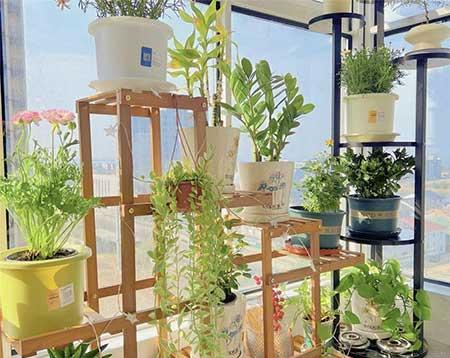 家中养什么花卉比较好