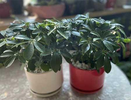 家中养什么花卉比较好