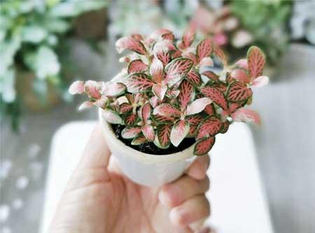 家中养什么花卉比较好