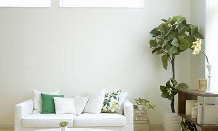 家养大型绿植品种大全