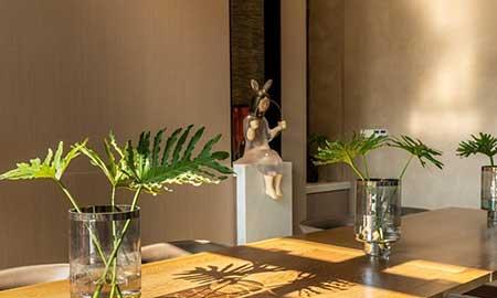 家养大型绿植品种大全