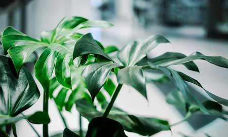 家养大型绿植品种大全