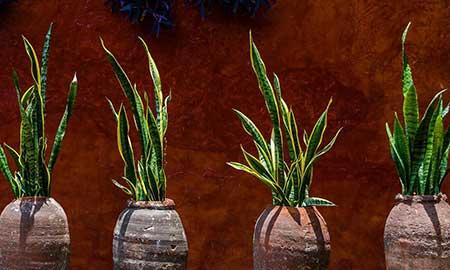 家养大型绿植品种大全