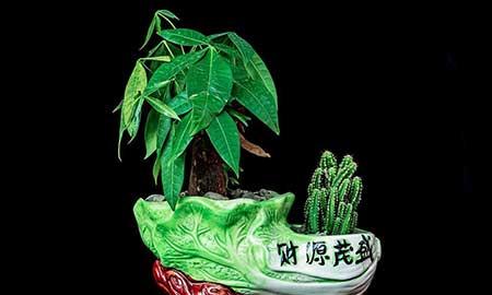 家养大型绿植品种大全