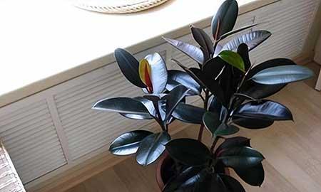 家养大型绿植品种大全