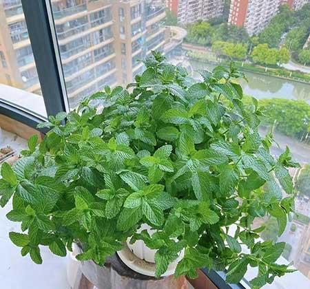 家庭养什么绿植