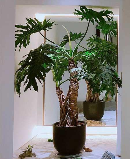 家庭室外养什么花最好