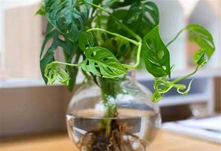 家庭室外养什么花最好