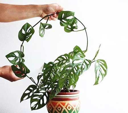 家庭室外养什么花最好