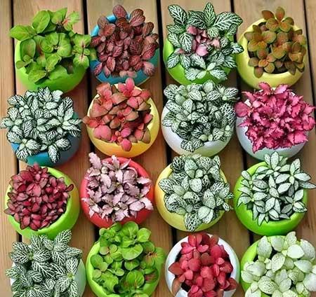 家庭室外养什么花最好