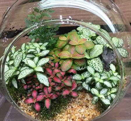 家庭室外养什么花最好